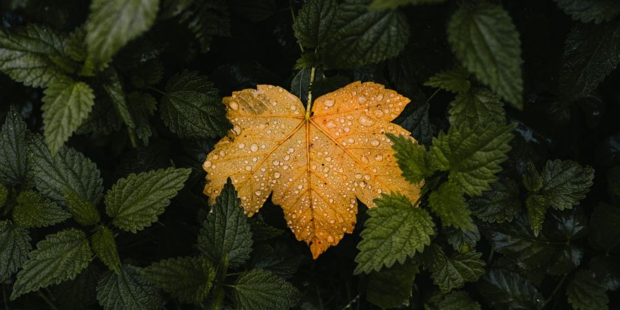 changing leaf