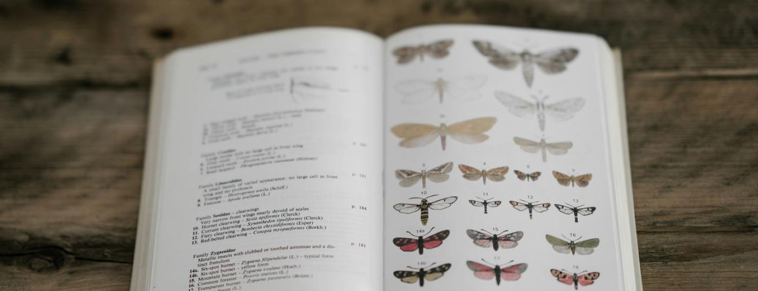 buttefly classification book on a wooden table